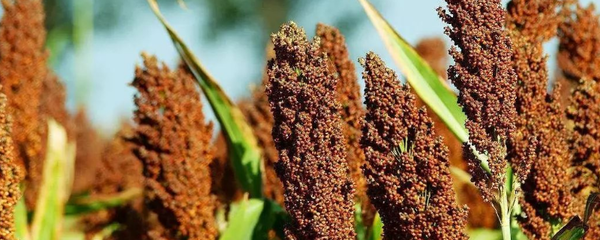 哪些糧食作物能適應(yīng)河北的氣候條件,這些作物有什么特點